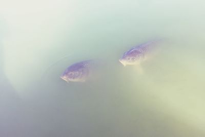 Close-up of jellyfish swimming in water