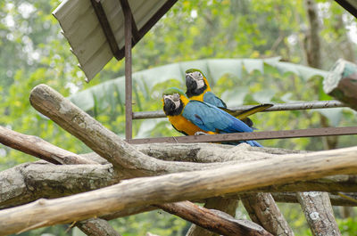 Bird perching on branch