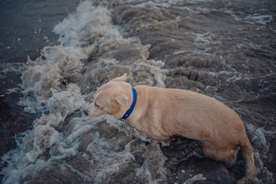 Close-up of dog