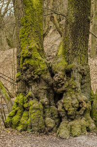 Moss growing on tree trunk in forest