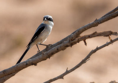 Close-up of bird perching on branch