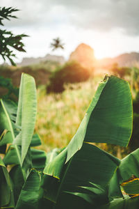 Close-up of plant growing on land against sky