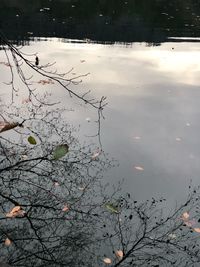 Reflection of tree in lake