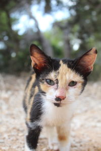 Close-up portrait of cat by outdoors