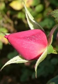 Close-up of red flower