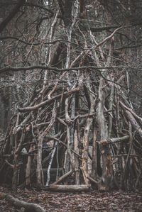 Bare trees in forest