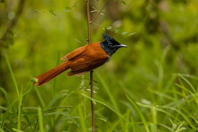 Close-up of bird perching on plant