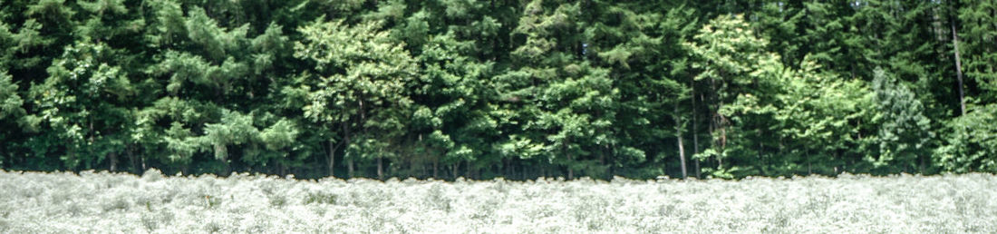 Panoramic view of trees on field during winter