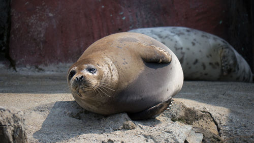 Close-up of sea lion