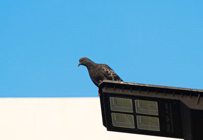 Low angle view of bird perching against clear sky