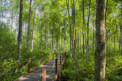 View of footbridge in forest