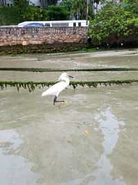 View of white bird perching on water