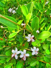 Close-up of flowers