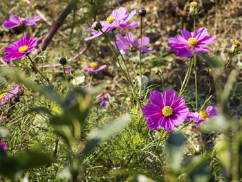 Close-up of pink flowers