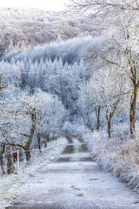 Trees in forest