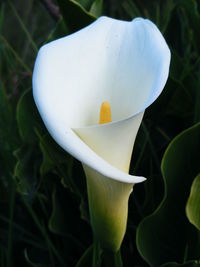 Close-up of white flower