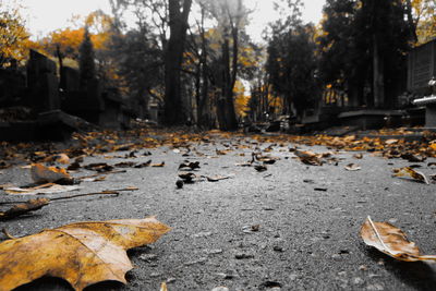 Close-up of autumn leaves on street