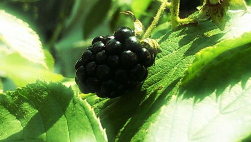 Close-up of grapes