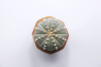 High angle view of food against white background