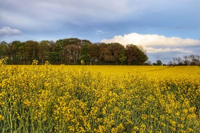 Scenic view of oilseed rape field against sky