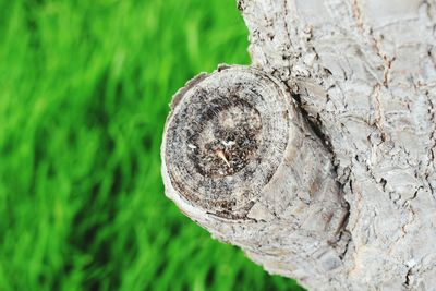 Close-up of tree trunk