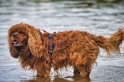 Dog standing in a lake