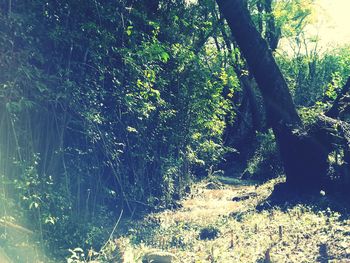 Trees in forest