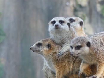 Portrait of a group of mercat