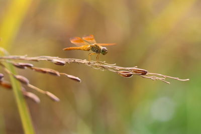 Close-up of bee on plant