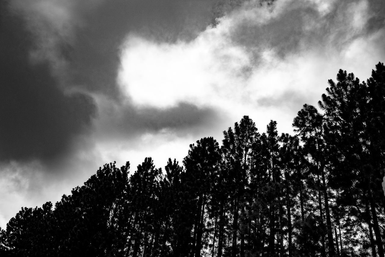 SILHOUETTE OF TREES AGAINST CLOUDY SKY