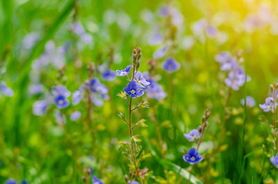 Close-up of purple flowering plant on field