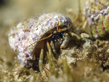 Close-up of insect on sea