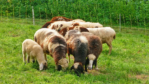 Sheep grazing in a field