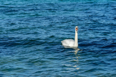 View of duck swimming in lake