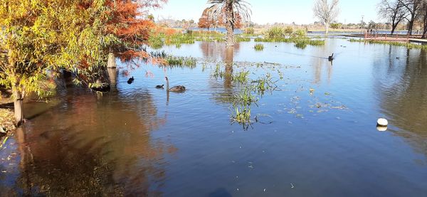 Birds swimming in lake