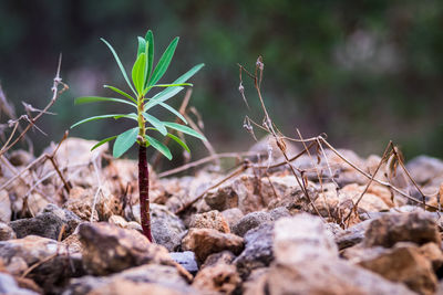 Close-up of plants