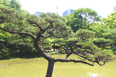 Close-up of tree against sky