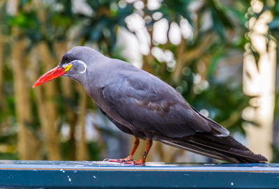 Close-up of bird perching on railing