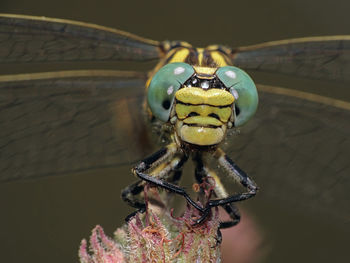 Macro shot of insect