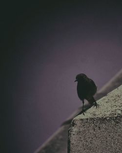 Close-up of bird perching on wall