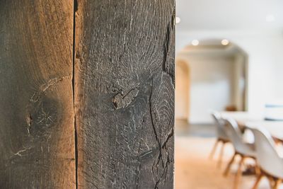 Close-up of lizard on wood