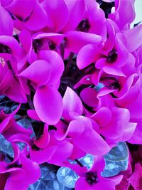 Close-up of pink flowers