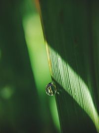 Close-up of dew on leaf