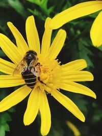 Close-up of bee on yellow flower