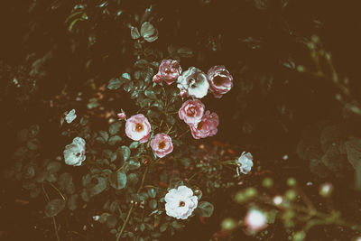 Close-up of pink flowers