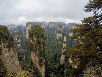 Panoramic view of pine trees in forest against sky