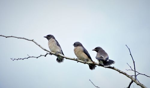 Low angle view of birds perching on branch against sky