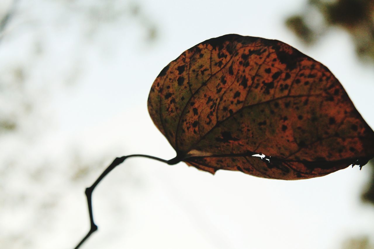 CLOSE-UP OF AUTUMN LEAF