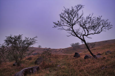 nature