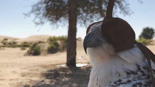 Close-up of eagle against sky